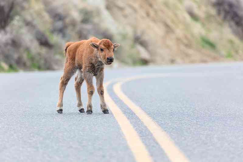 Bison calf walks in the road Yellowstone NP 