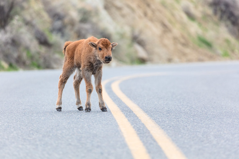 Bison calf walks in the road Yellowstone NP