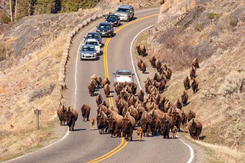 A group of bison walk along the road towards Lamar Valley with cars following behind them