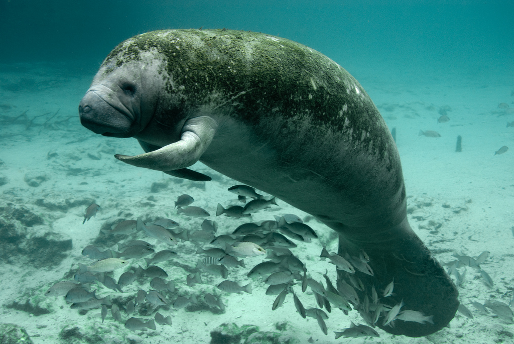 Manatee resting at Three Sisters Springs