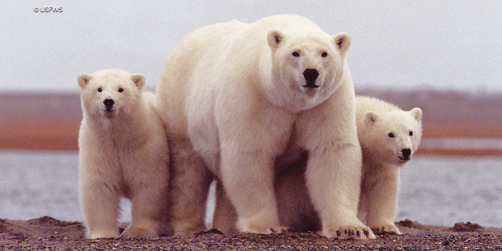 Polar Bear Cubs Dirt ANWR