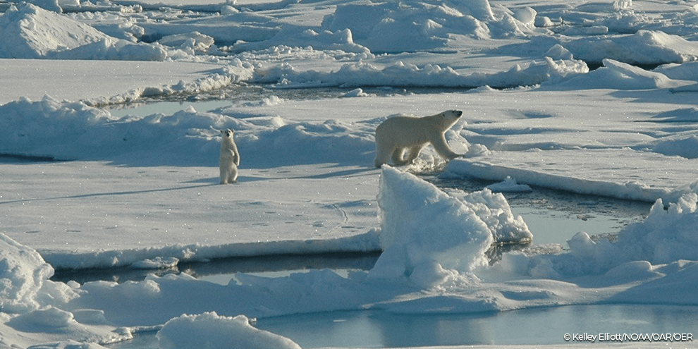 Polar bear mom and cub Beaufort Sea 