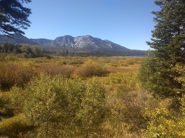 Wetlands, important habitat