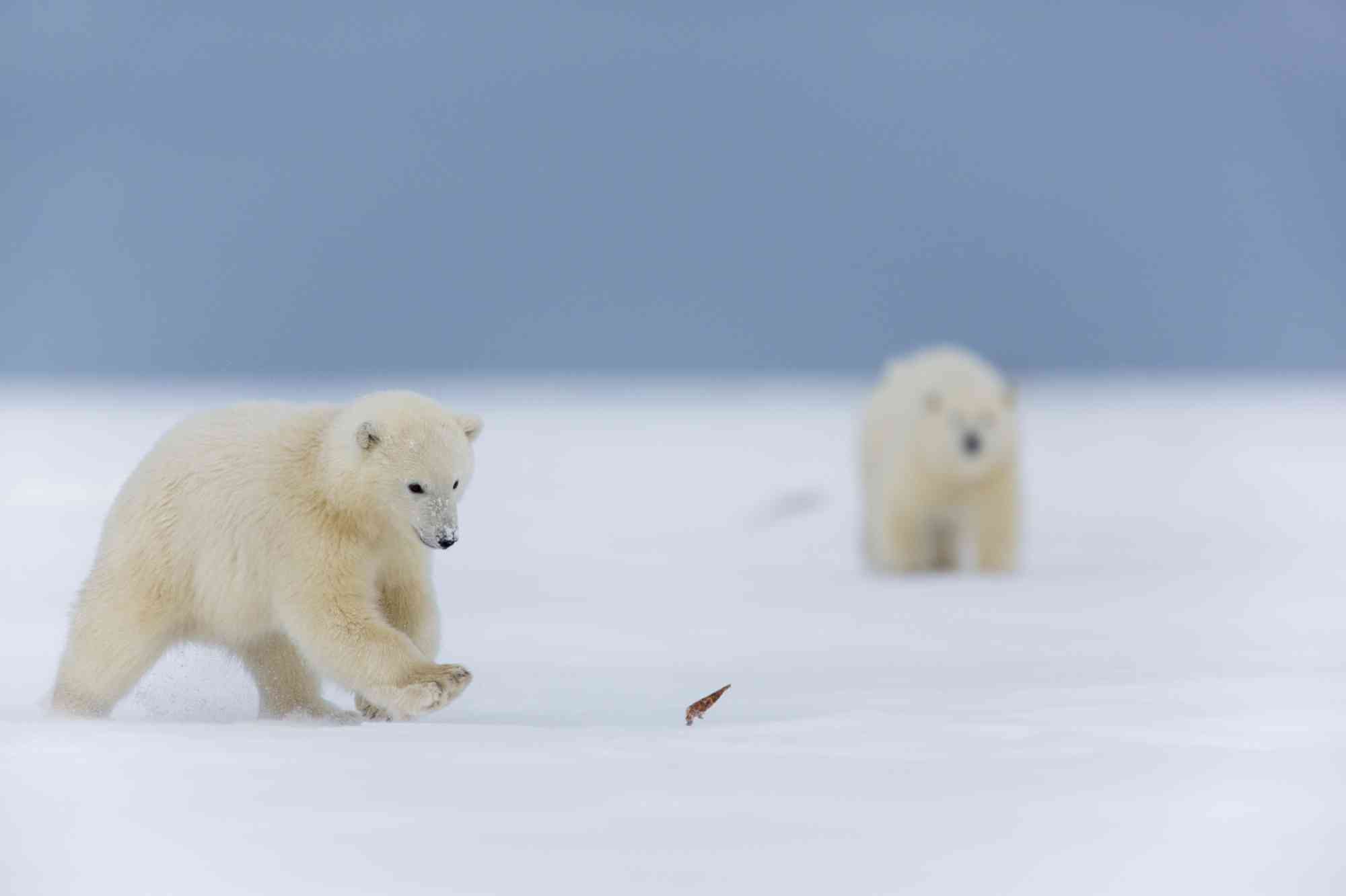 Polar bear cubs chasing a leaf 