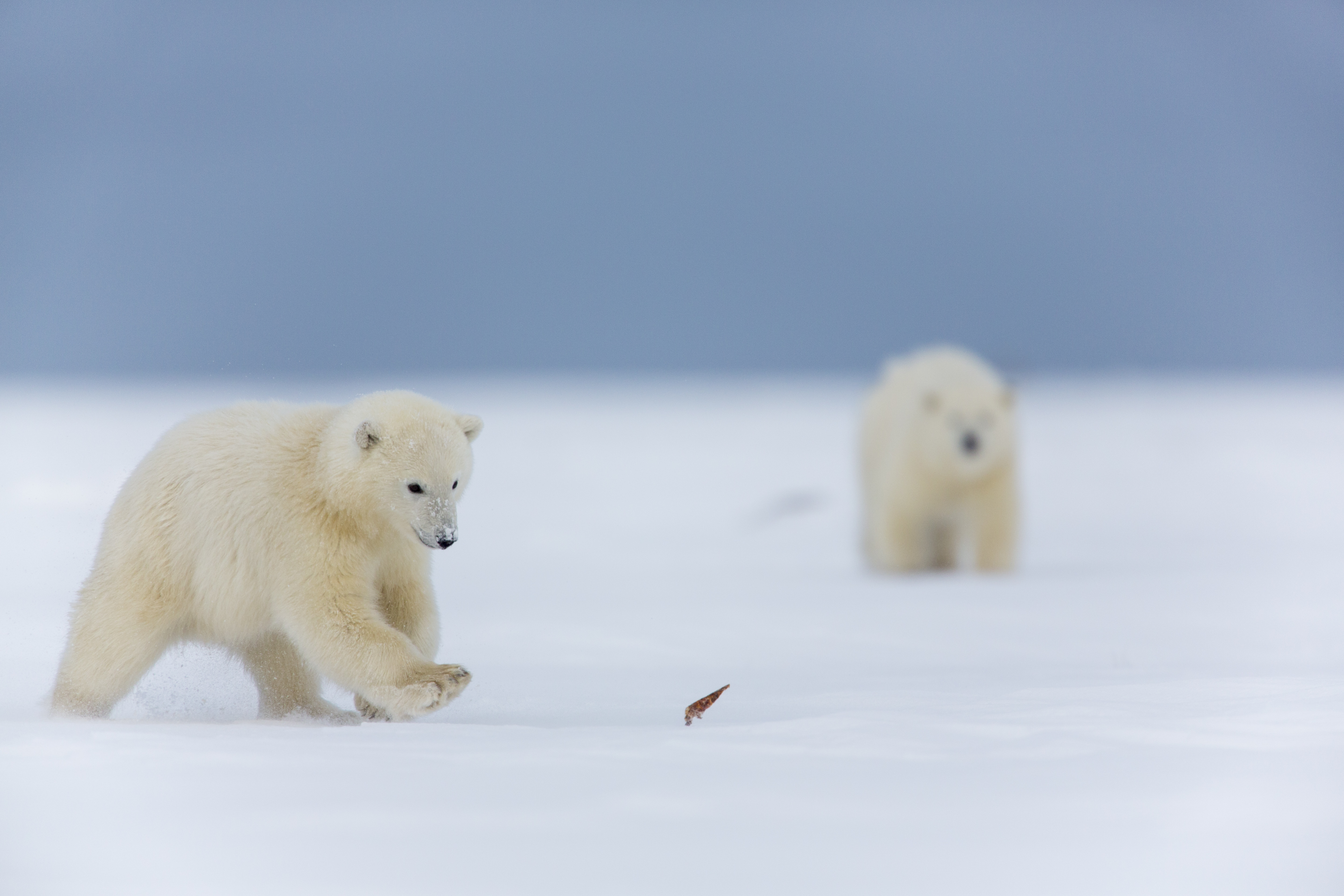 Polar bear cubs chasing a leaf