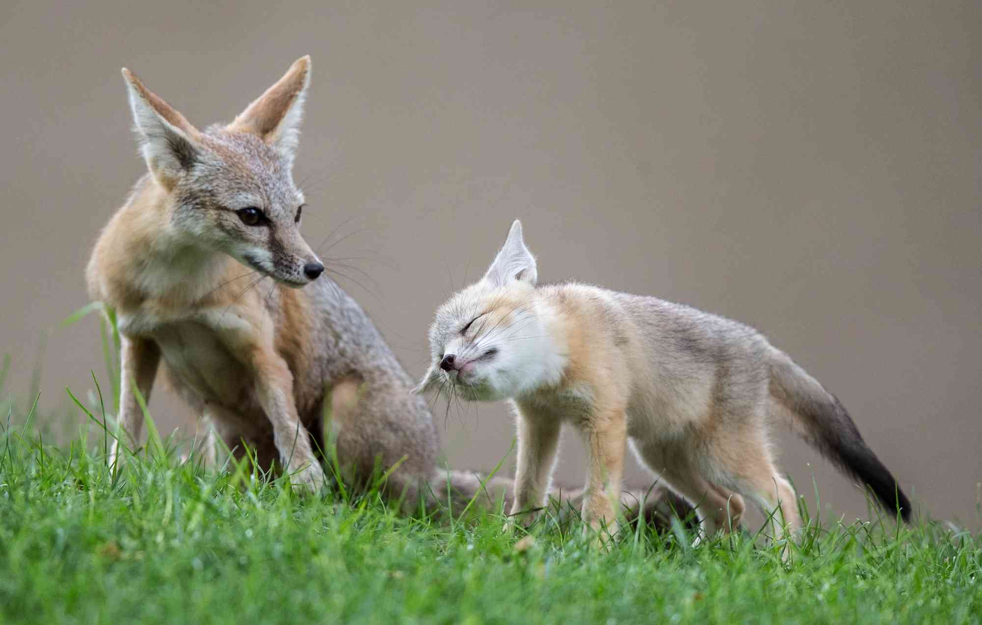 San Joaquin Kit foxes 