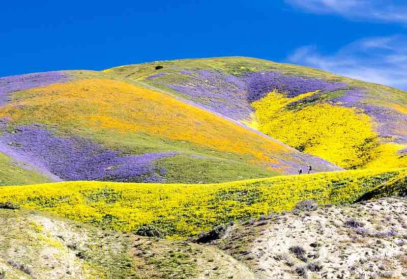 Carrizo Plain National Monument California superbloom