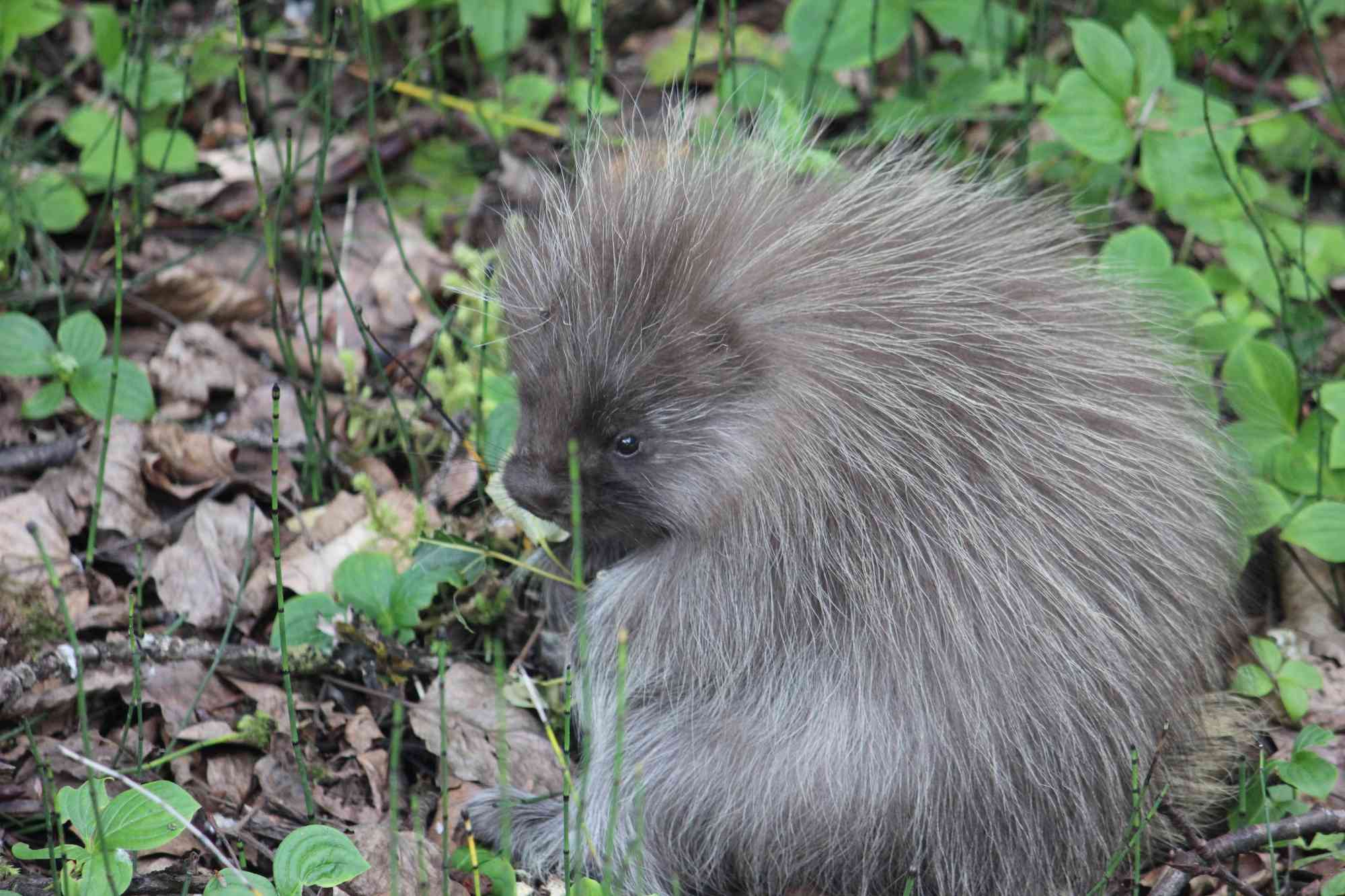 Baby porcupine Tongass