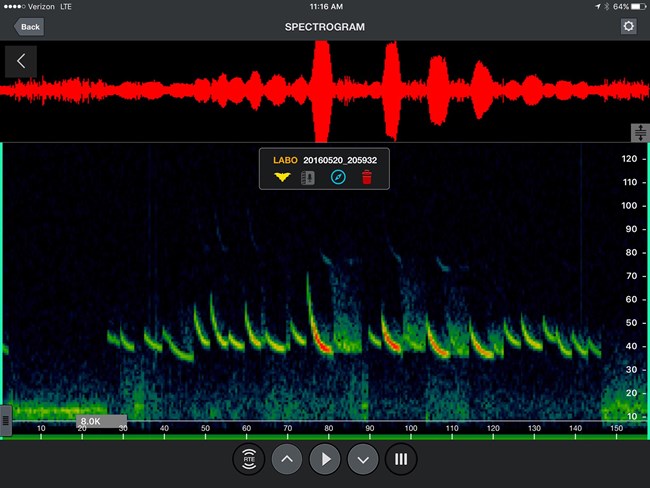 eastern red bat spectogram