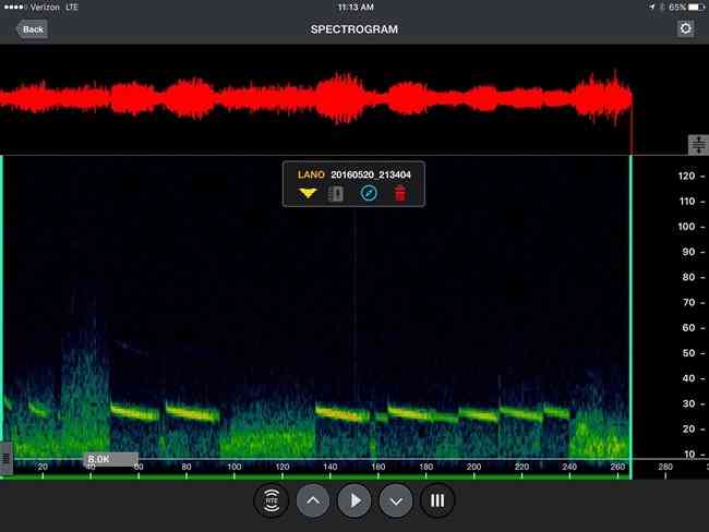 Silver haired bat spectogram NPS