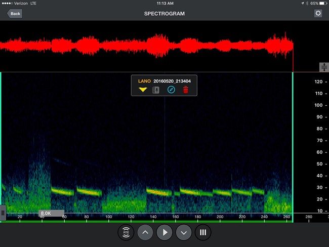 Silver haired bat spectogram NPS