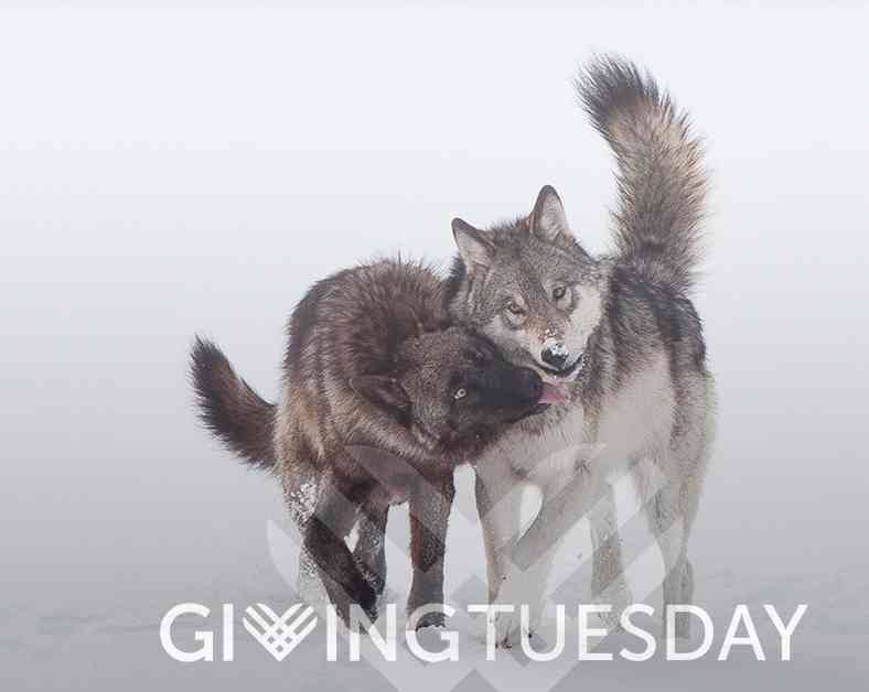 Giving Tuesday Overlay wolves