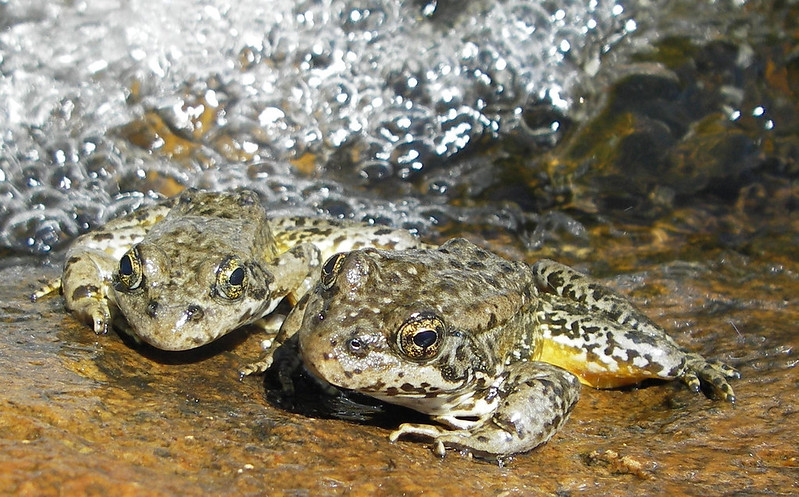 Mtn yellow-legged frog Rana sierrae