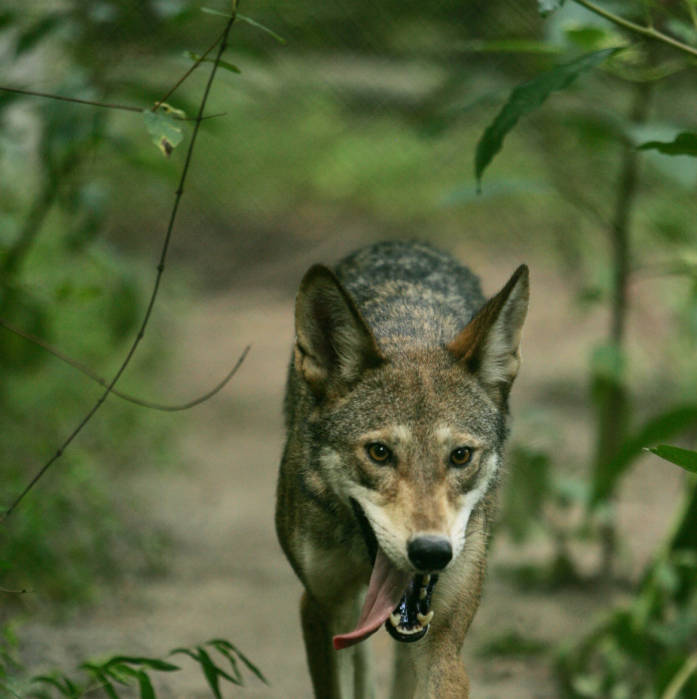 Red wolf