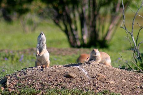 Black-tailed Prairie Dog on CMR NWR