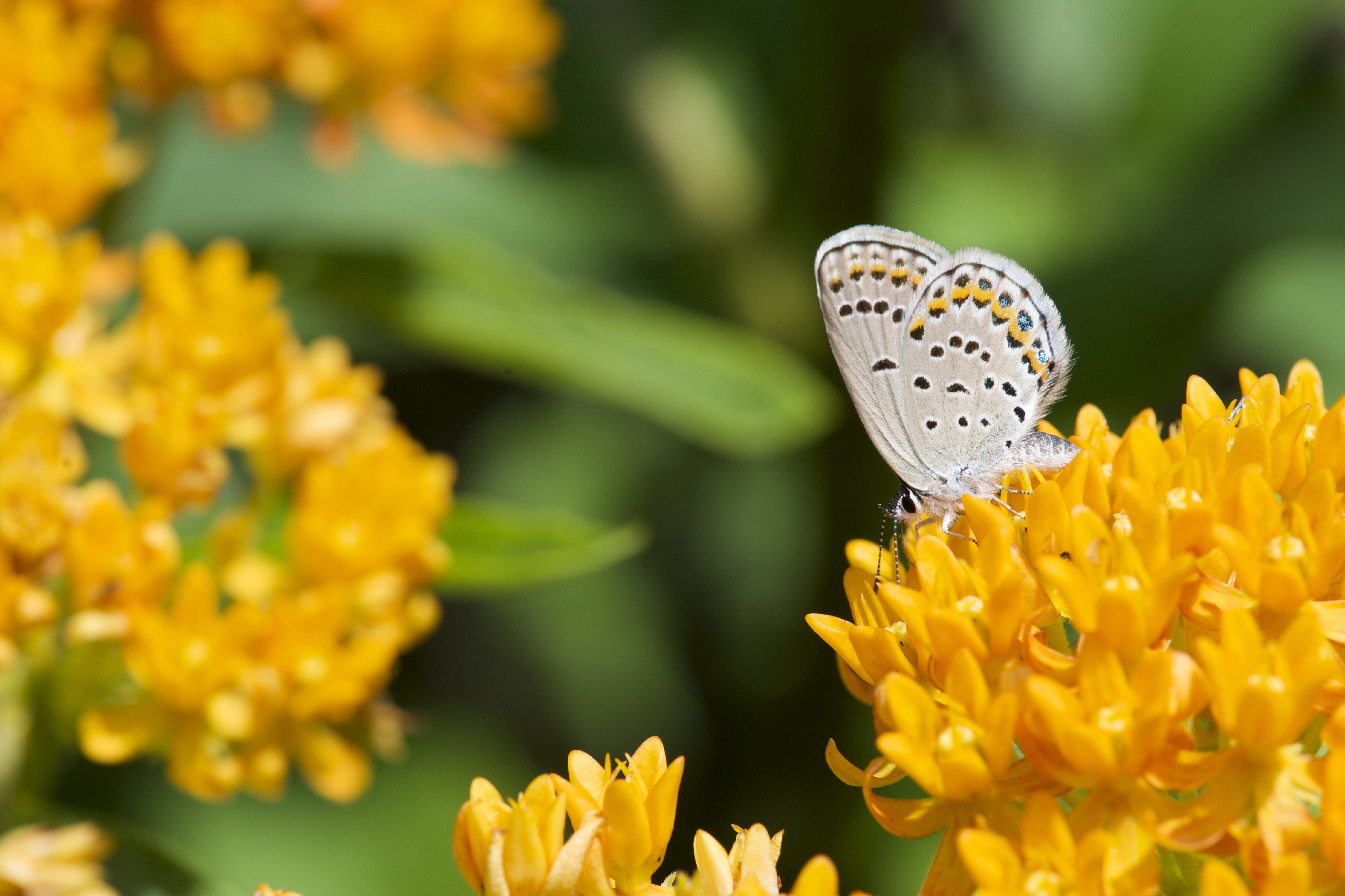 Karner blue butterfly on orange