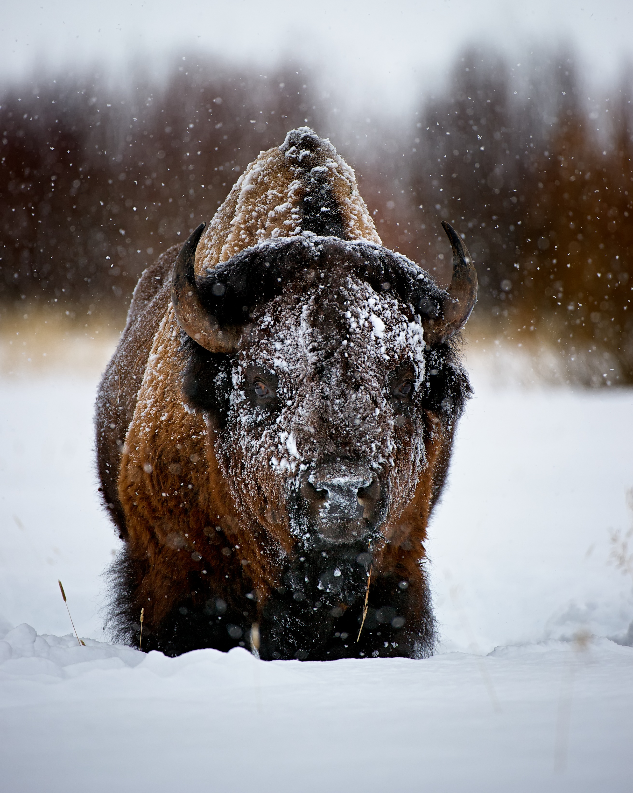 Bison Yellowstone National Park snow storm