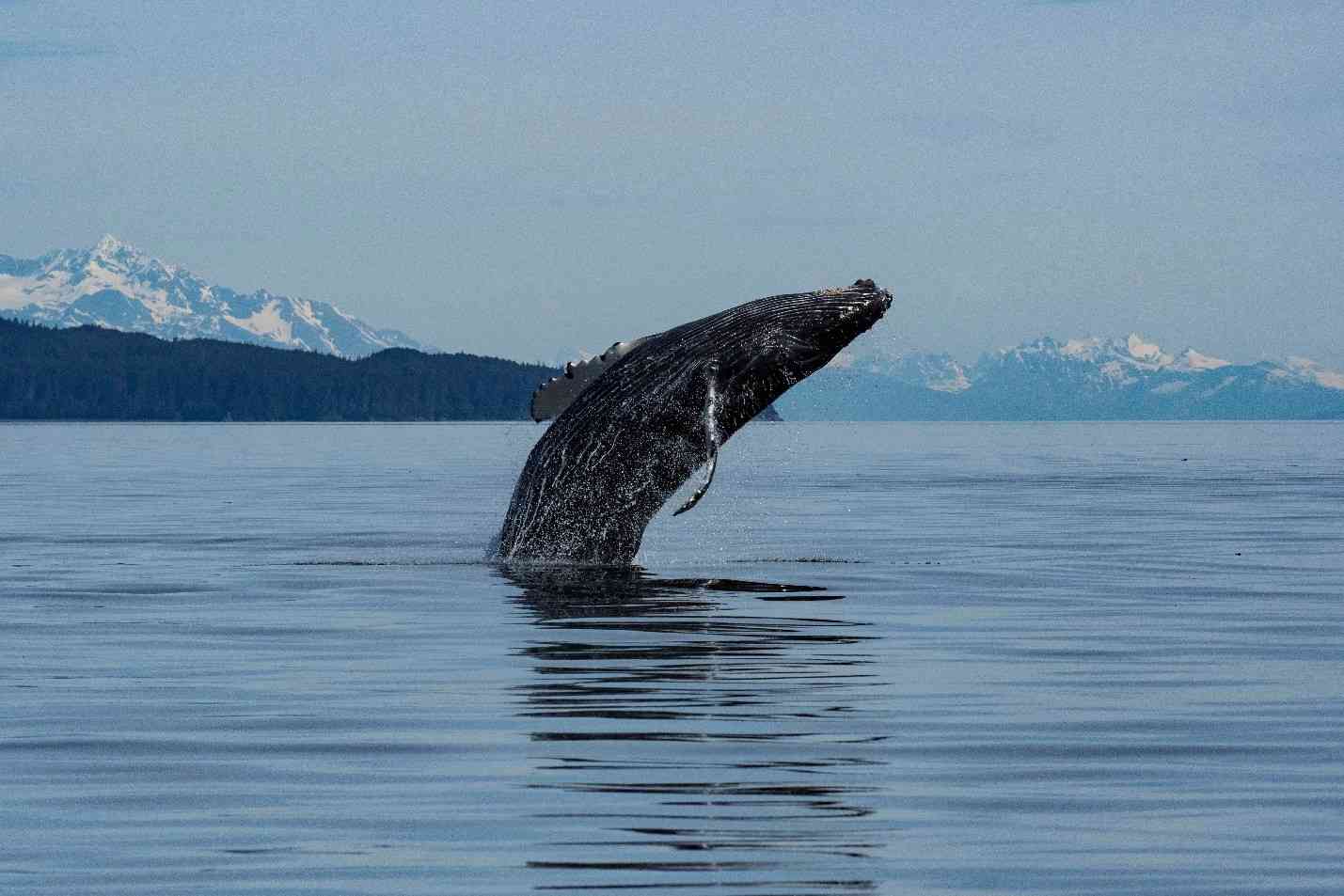 Juvenile humpback whale breaching in Southeast Alaska