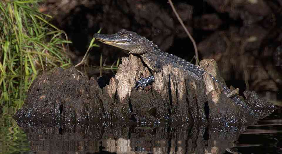 A young alligator basks on a cypress stump in Okefenokee. Once relentlessly slaughtered for their skins, alligators almost disappeared but are no longer endangered thanks to the establishment of the refuge and the Endangered Species Act.