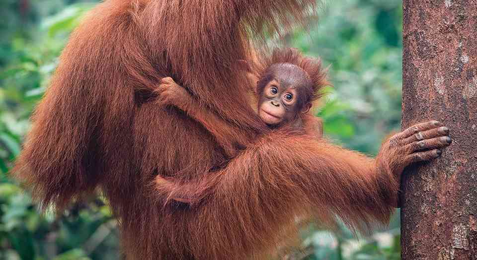 Habitat loss to palm oil plantations in Indonesia and Malaysia is imperiling orangutans. Avoid palm oil by checking the labels on the snacks you buy, and you will be helping these great apes survive.