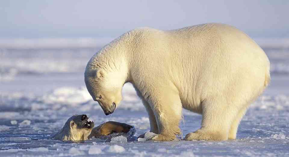 Magazine Winter 2020 - Polar Bear, Photo: Design Pics Inc/natgeoimagecollection.com