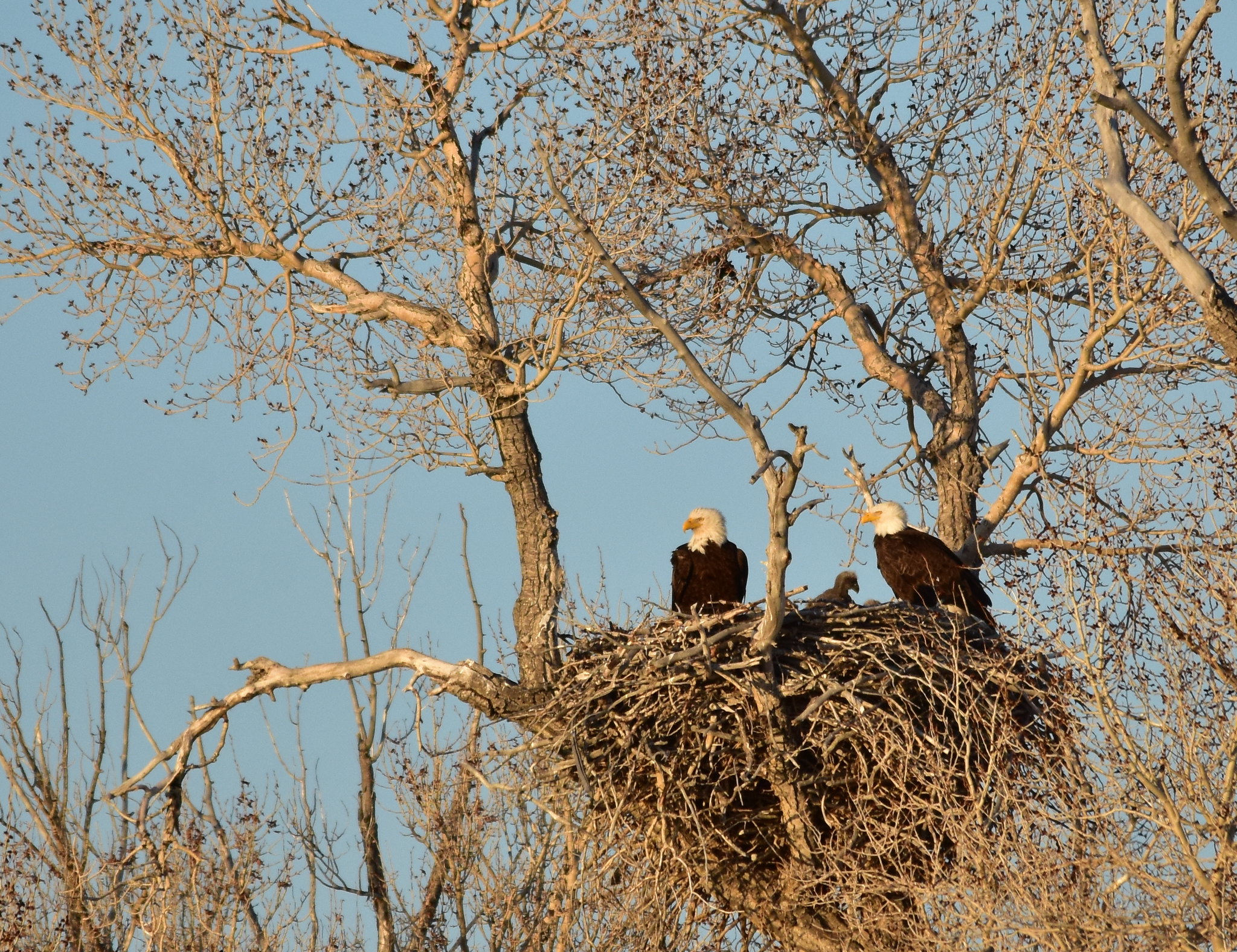 Bald eagle nest on Seedskadee National Wildlife Refuge