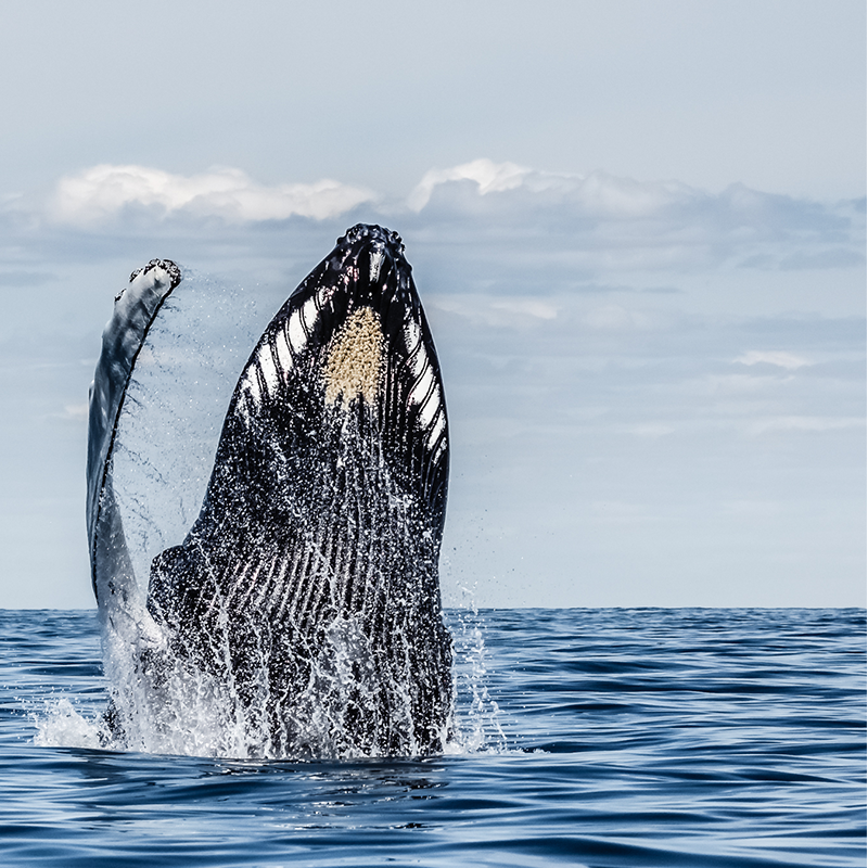 Humpback whale breaching