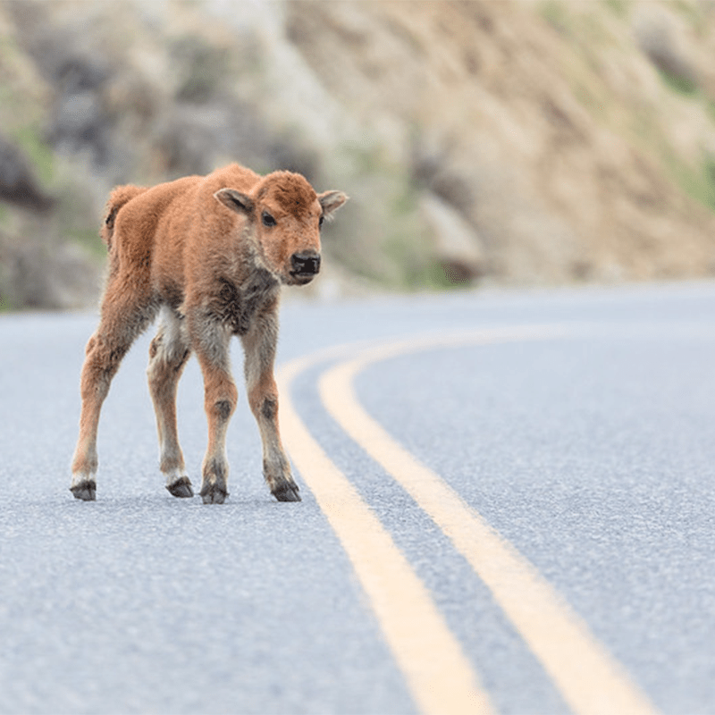 Bison Calf walks on road in Yellowstone National Park