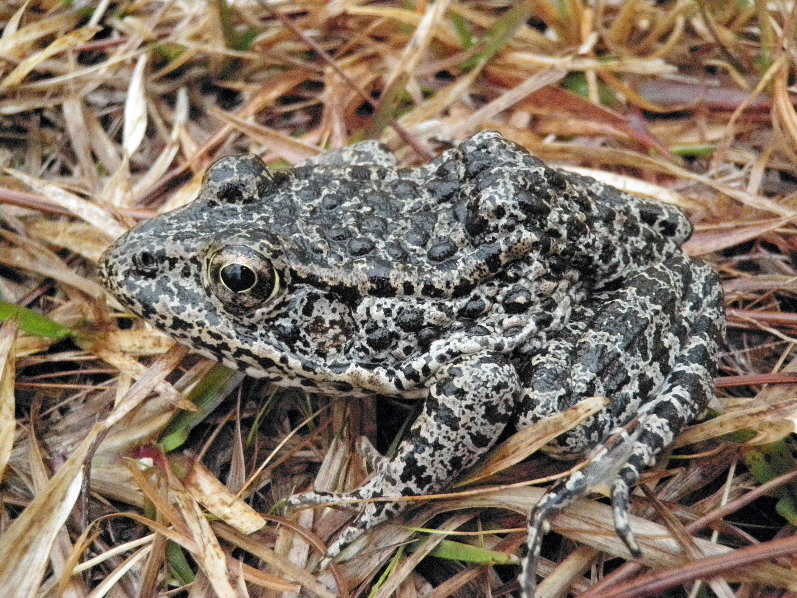 Dusky gopher frog