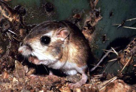 Giant kangaroo rat