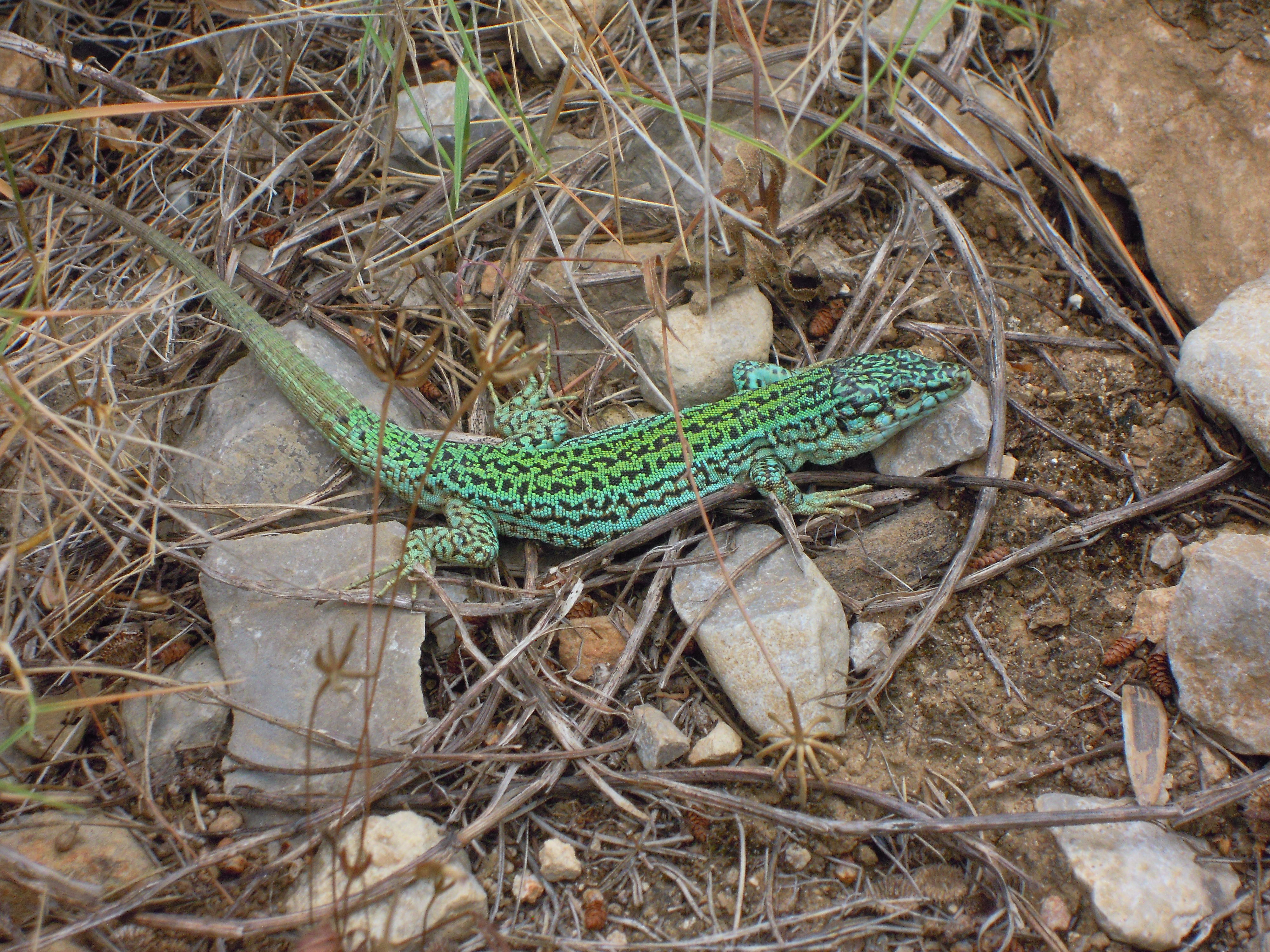 Ibiza wall lizard