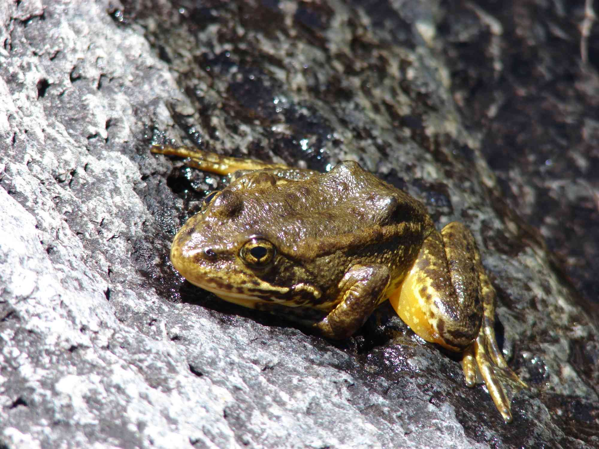 Mountain yellow-legged frog