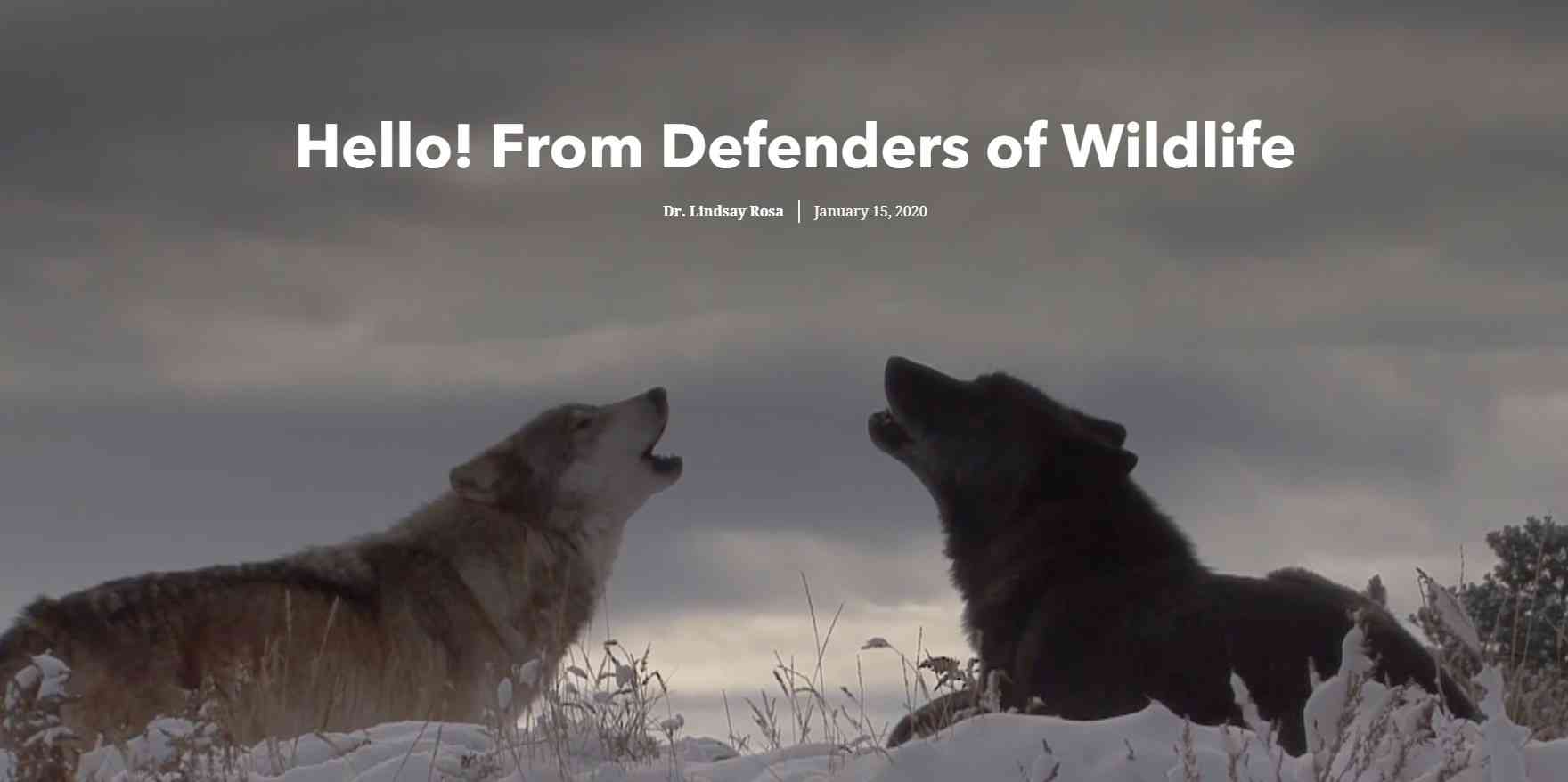 Welcome gray wolves storymap screenshot