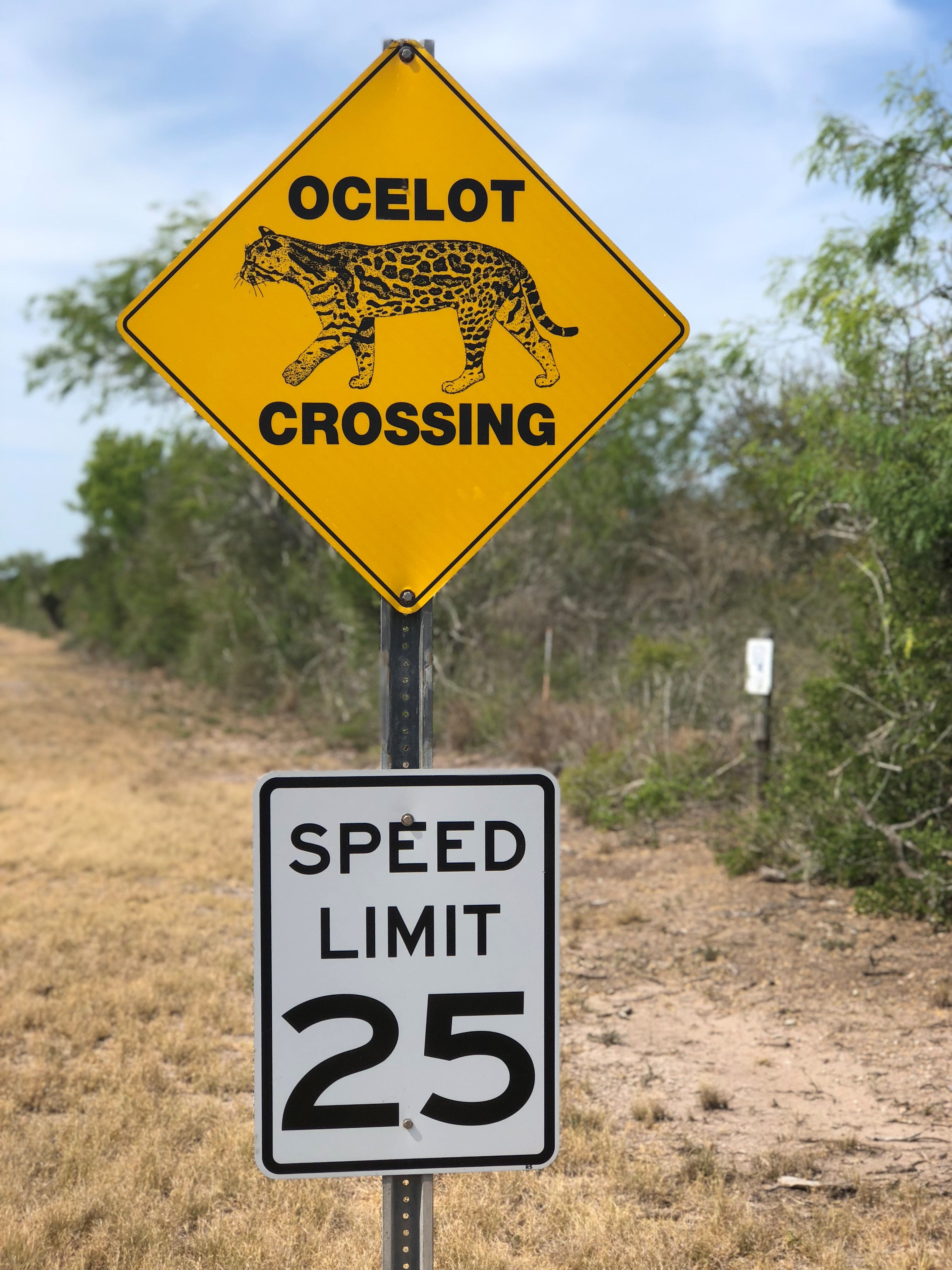 Ocelot crossing sign 