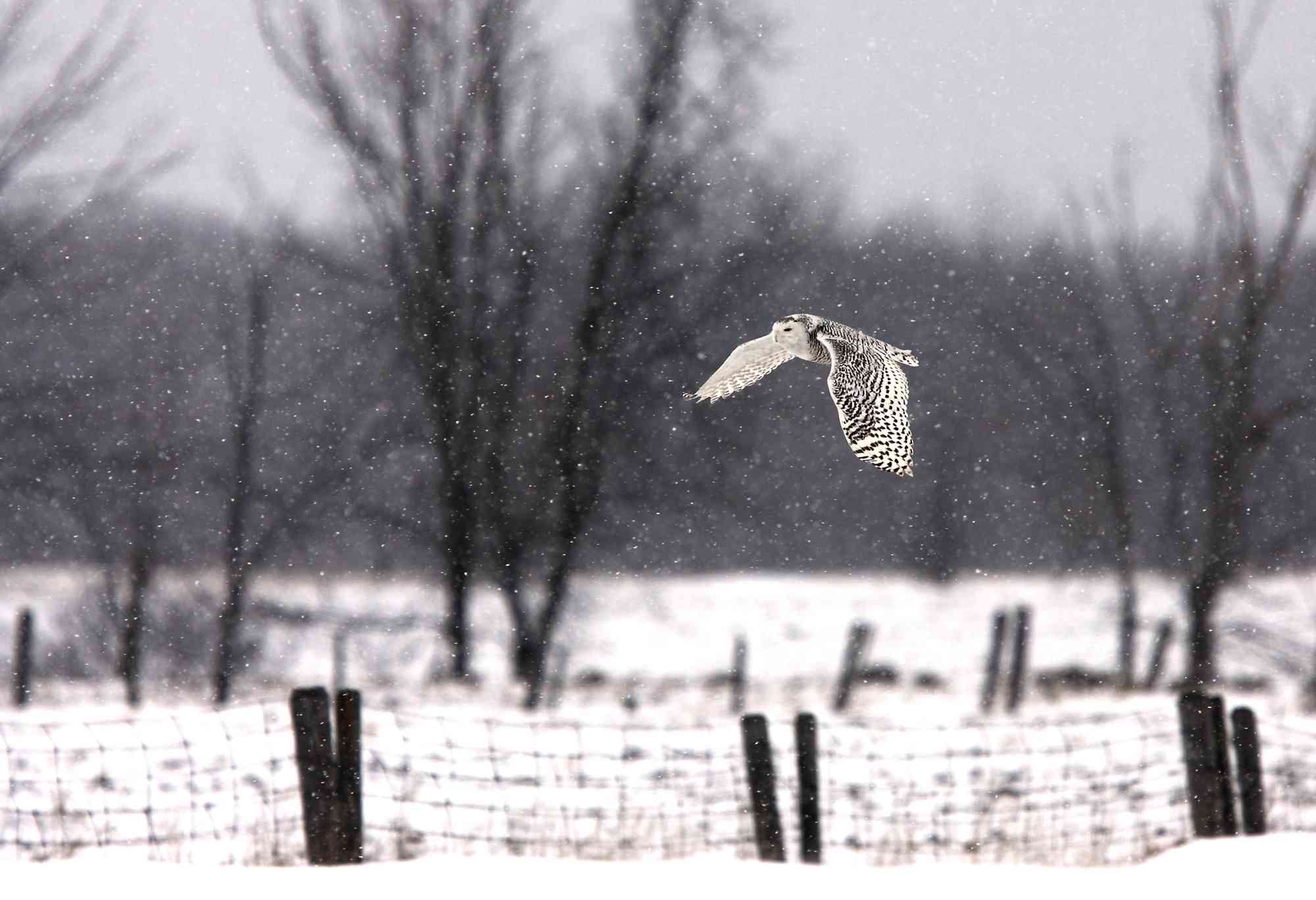 Snowy Owl flying Ste-Rose, Ontario, Canada