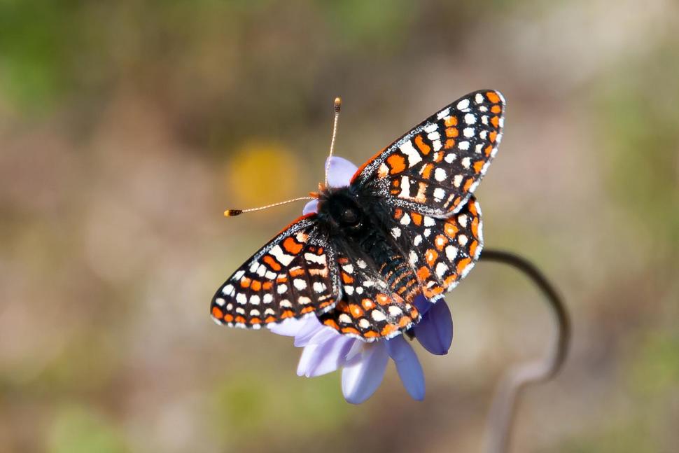 Quino checkerspot butterfly