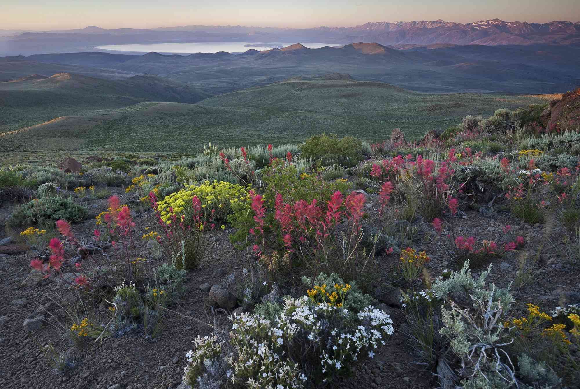 Bodie Hills, California wildflowers sage