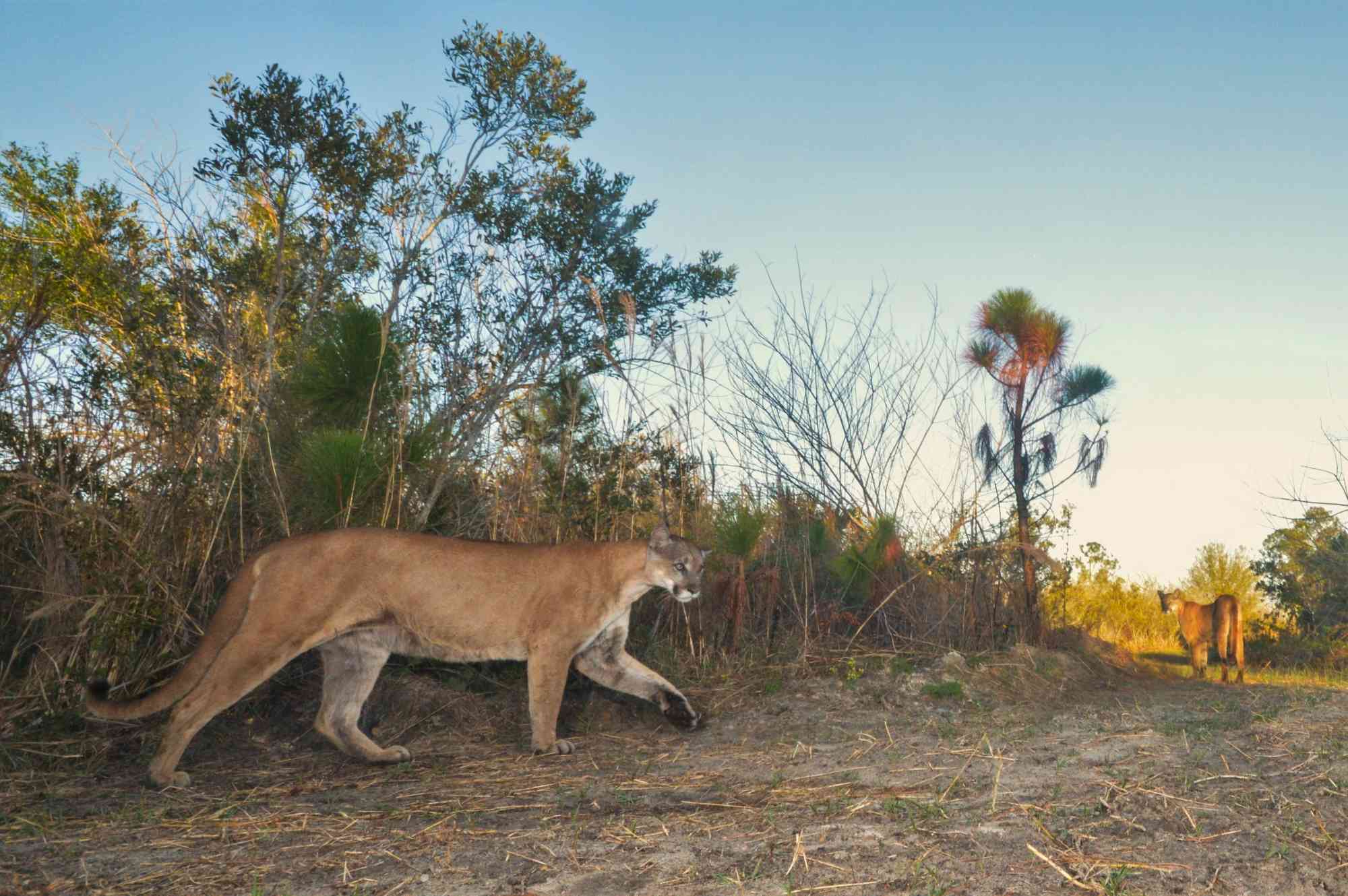 Florida panthers caught on trail camera