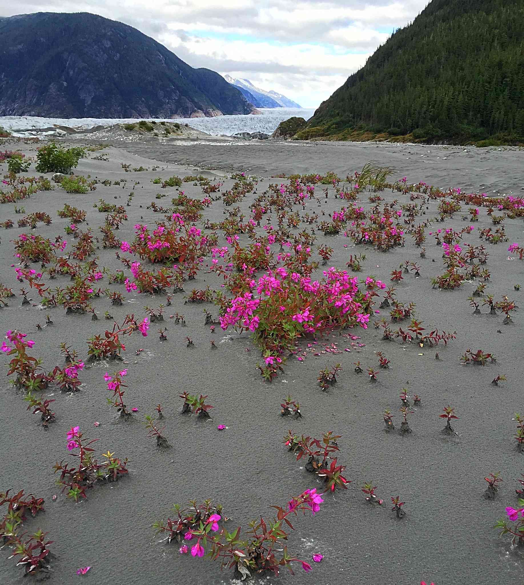 Spring Beauty Baird Glacier in the Tongass