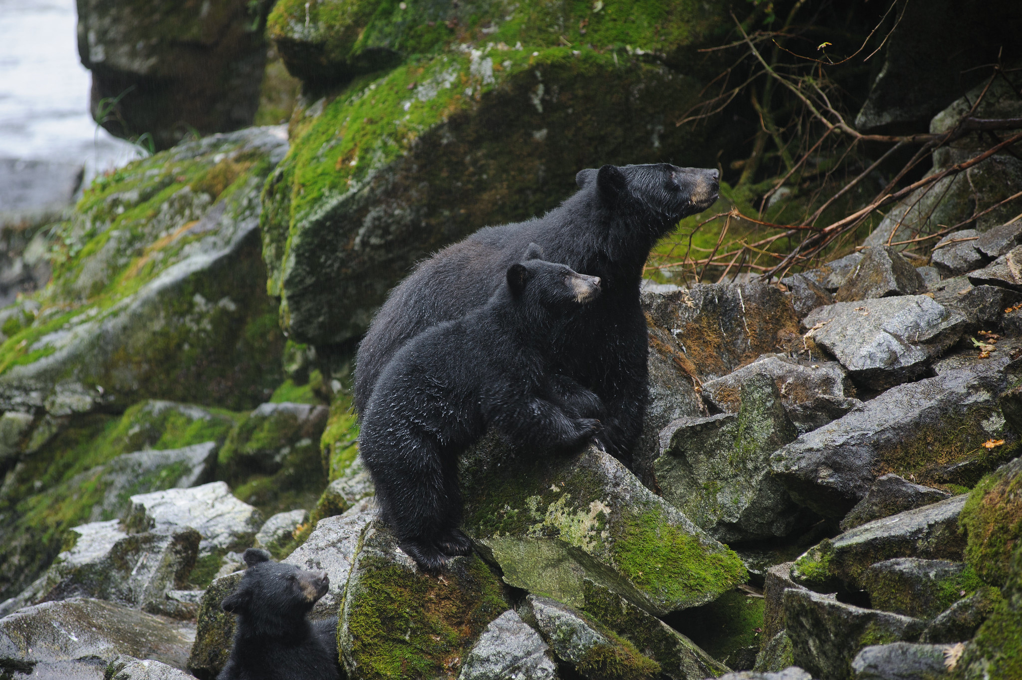 Black bears on rocks above Anan Creek Tongass NF
