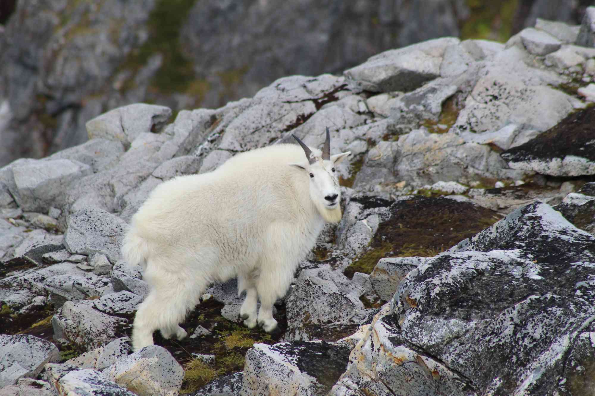 A mountain goat (Oreamnos americanus) near the summit of Northbird Mountain, Revilla Island. Tongass National Forest, Ketchikan Misty Fjords Ranger District, September 2018. 