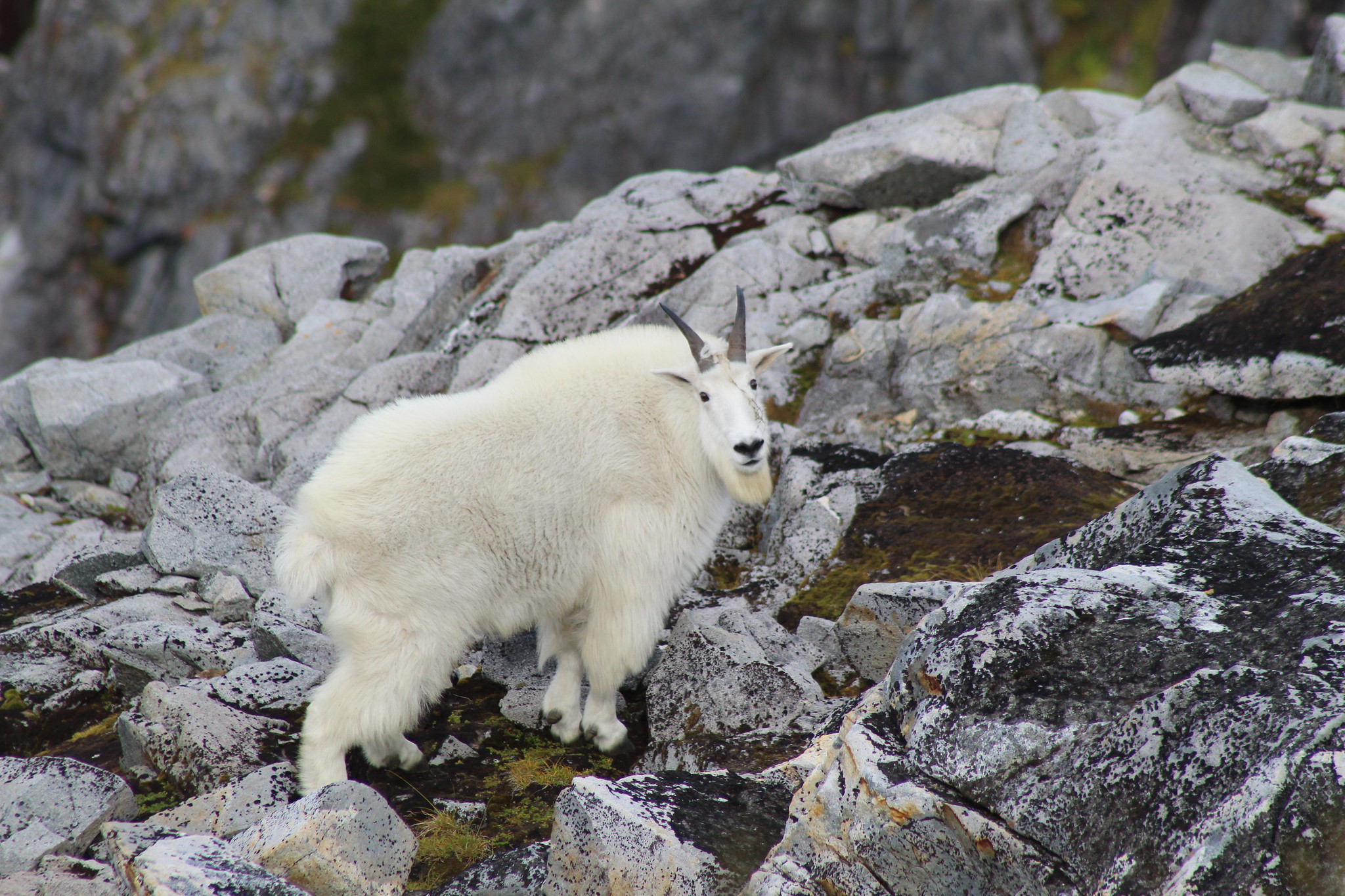 A mountain goat (Oreamnos americanus) near the summit of Northbird Mountain, Revilla Island. Tongass National Forest, Ketchikan Misty Fjords Ranger District, September 2018.