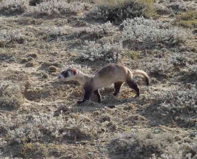 Black-footed ferret, a rare site during the day as these animals are nocturnal