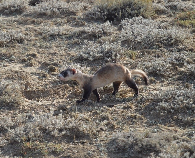 Black-footed ferret, a rare site during the day as these animals are nocturnal