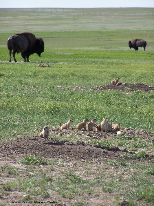 Conata Basin on Buffalo Gap National Grassland, South Dakota 