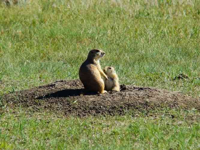 Female black-tailed prairie dog tending to her young 