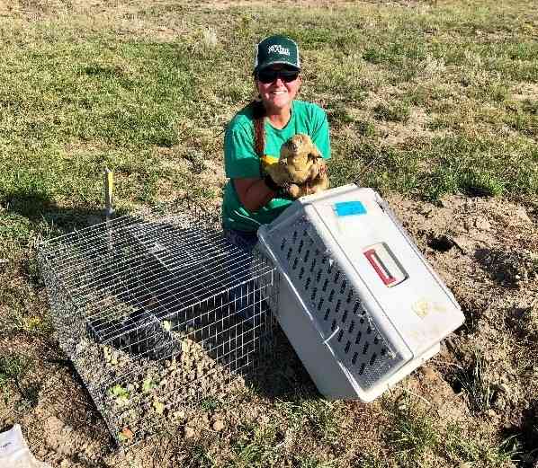 Field representative Chamois Andersen translocating a prairie dog