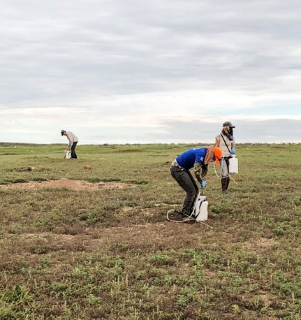 Field representatives with Defenders and HSUS apply Delta dust to prairie dog burrows to protect against plague 