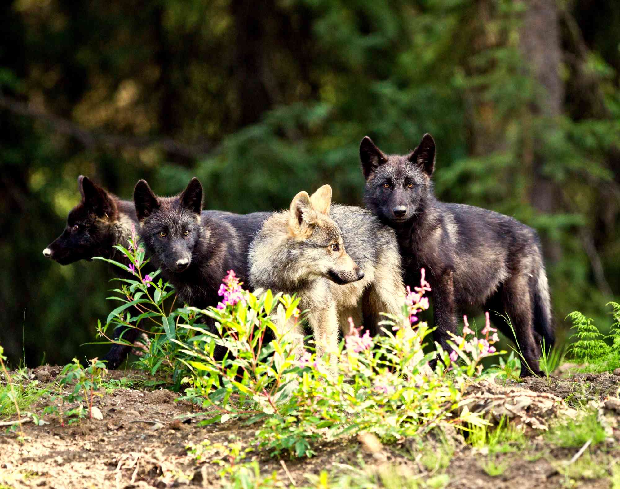 Wolf pups near Telegraph Creek, British Columbia