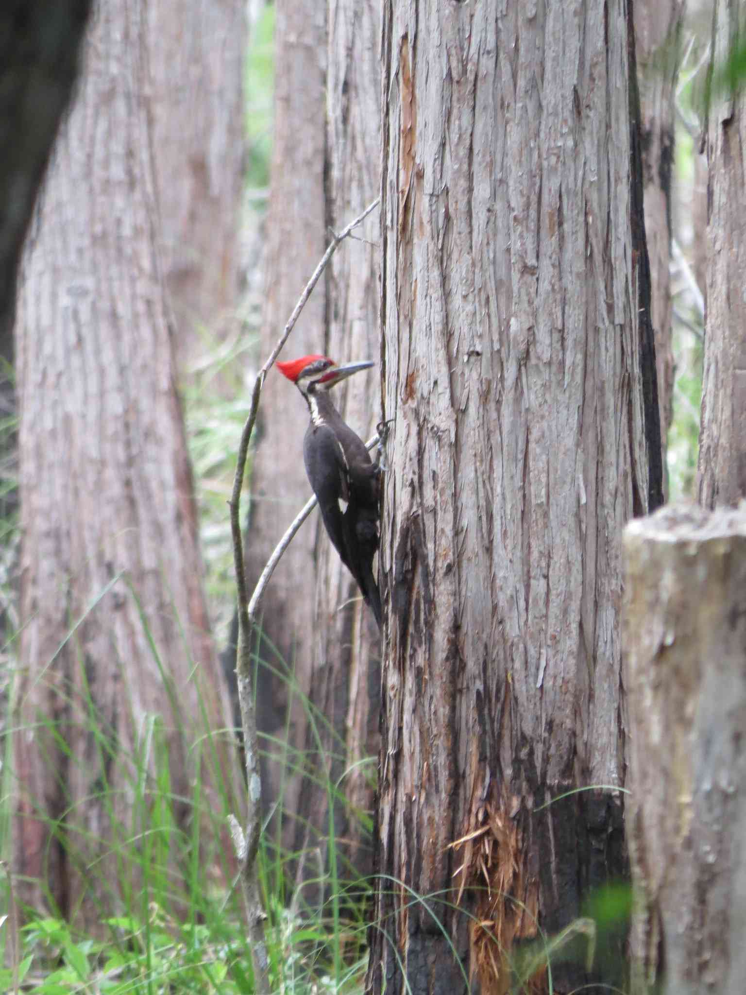 A pileated woodpecker in Okefenokee NWR